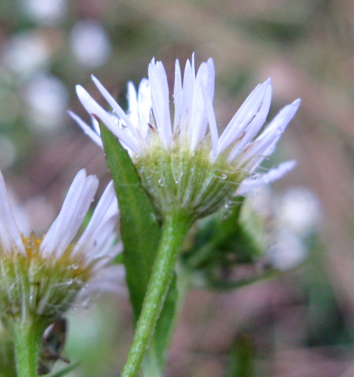 Erigeron annuus?